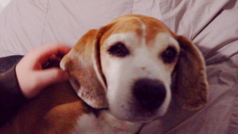 Sarcoma canino: l&#8217;impatto devastante attraverso immagini scioccanti