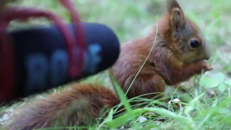 Cacca di scoiattolo: le immagini che rivelano segreti sull’habitat naturale